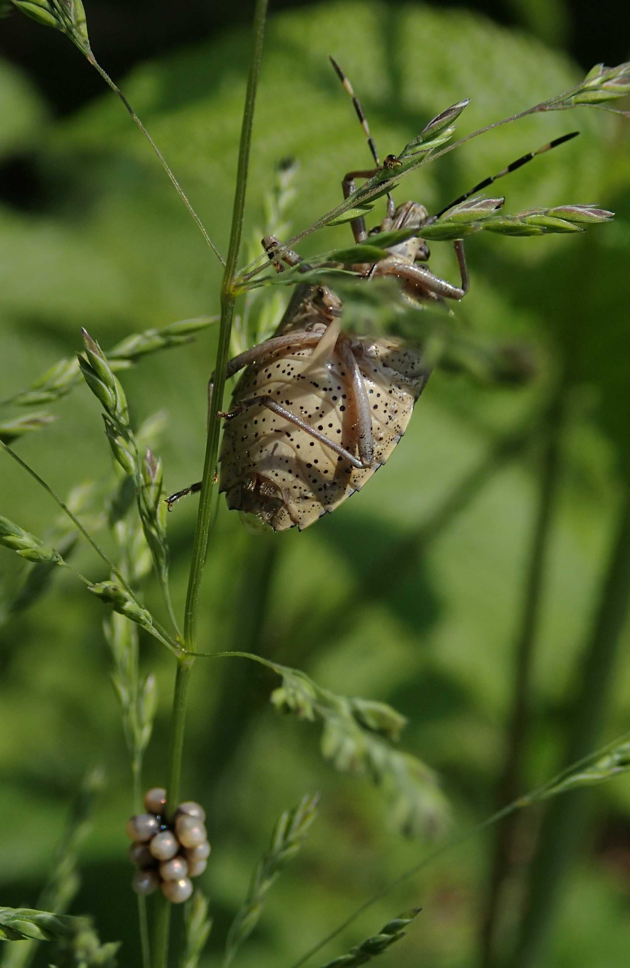 Pentatomidae con uova:  Rhaphigaster nebulosa